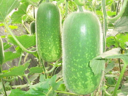 东瓜娱乐中老年吃瓜视频